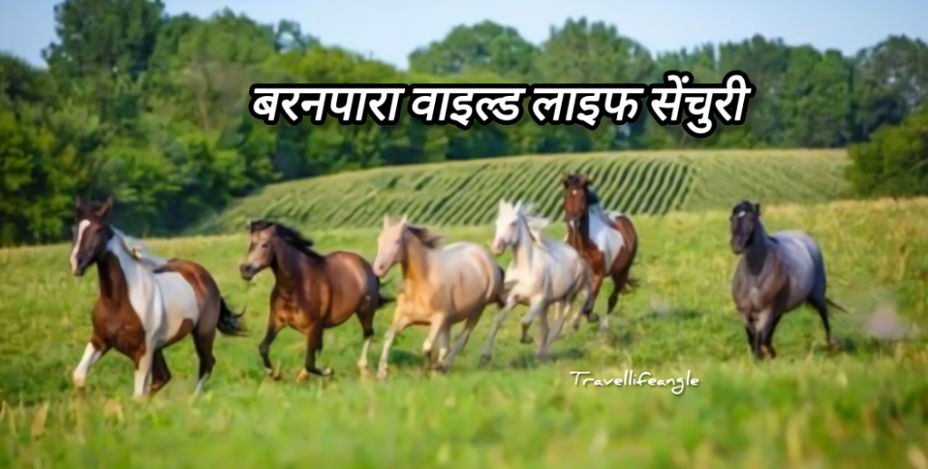बारनवापारा वाइल्डलाइफ सेंचुरी
